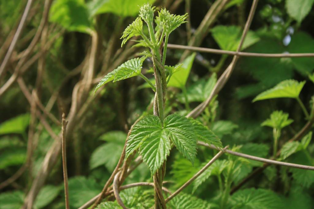 Pousse de houblon sauvage : comment l’identifier et la récolter correctement