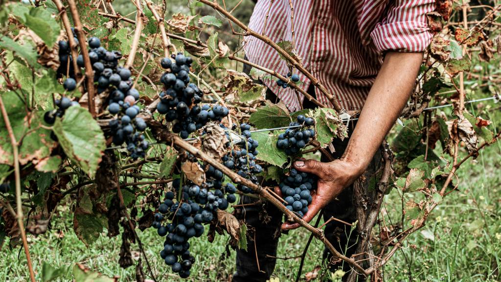 Les secrets de vinification des creisses, entre tradition et précision